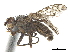  ( - CCDB-33860-H10)  @11 [ ] CreativeCommons - Attribution (2019) CBG Photography Group Centre for Biodiversity Genomics