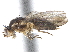  ( - CCDB-33861-A03)  @11 [ ] CreativeCommons - Attribution (2019) CBG Photography Group Centre for Biodiversity Genomics