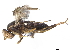  ( - CCDB-33861-A04)  @11 [ ] CreativeCommons - Attribution (2019) CBG Photography Group Centre for Biodiversity Genomics