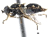  ( - CCDB-33861-C05)  @11 [ ] CreativeCommons - Attribution (2019) CBG Photography Group Centre for Biodiversity Genomics