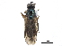 ( - CCDB-33861-C09)  @11 [ ] CreativeCommons - Attribution (2019) CBG Photography Group Centre for Biodiversity Genomics