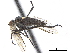  ( - CCDB-33861-F03)  @11 [ ] CreativeCommons - Attribution (2019) CBG Photography Group Centre for Biodiversity Genomics