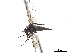  ( - CCDB-33861-F04)  @11 [ ] CreativeCommons - Attribution (2019) CBG Photography Group Centre for Biodiversity Genomics