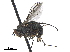  ( - CCDB-33862-B11)  @11 [ ] CreativeCommons - Attribution (2019) CBG Photography Group Centre for Biodiversity Genomics