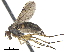  ( - CCDB-33862-C01)  @11 [ ] CreativeCommons - Attribution (2019) CBG Photography Group Centre for Biodiversity Genomics