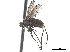  ( - CCDB-33862-C03)  @11 [ ] CreativeCommons - Attribution (2019) CBG Photography Group Centre for Biodiversity Genomics