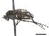  ( - CCDB-33862-C04)  @11 [ ] CreativeCommons - Attribution (2019) CBG Photography Group Centre for Biodiversity Genomics