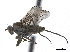  ( - CCDB-33862-C06)  @11 [ ] CreativeCommons - Attribution (2019) CBG Photography Group Centre for Biodiversity Genomics