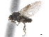  ( - CCDB-33862-E03)  @11 [ ] CreativeCommons - Attribution (2019) CBG Photography Group Centre for Biodiversity Genomics