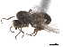 ( - CCDB-33862-E05)  @11 [ ] CreativeCommons - Attribution (2019) CBG Photography Group Centre for Biodiversity Genomics