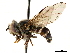  ( - CCDB-33862-F11)  @11 [ ] CreativeCommons - Attribution (2019) CBG Photography Group Centre for Biodiversity Genomics