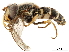  ( - CCDB-33862-G01)  @11 [ ] CreativeCommons - Attribution (2019) CBG Photography Group Centre for Biodiversity Genomics