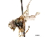  ( - CCDB-33862-G04)  @13 [ ] CreativeCommons - Attribution (2019) CBG Photography Group Centre for Biodiversity Genomics
