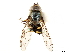  ( - CCDB-33862-G05)  @13 [ ] CreativeCommons - Attribution (2019) CBG Photography Group Centre for Biodiversity Genomics