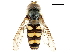  ( - CCDB-33862-G08)  @14 [ ] CreativeCommons - Attribution (2019) CBG Photography Group Centre for Biodiversity Genomics