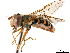  ( - CCDB-33862-G09)  @14 [ ] CreativeCommons - Attribution (2019) CBG Photography Group Centre for Biodiversity Genomics