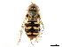  ( - CCDB-33862-G10)  @13 [ ] CreativeCommons - Attribution (2019) CBG Photography Group Centre for Biodiversity Genomics