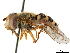  (Eupeodes - CCDB-33862-G10)  @15 [ ] CreativeCommons - Attribution (2019) CBG Photography Group Centre for Biodiversity Genomics