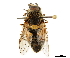  ( - CCDB-33862-H07)  @13 [ ] CreativeCommons - Attribution (2019) CBG Photography Group Centre for Biodiversity Genomics