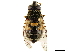  ( - CCDB-33862-H08)  @13 [ ] CreativeCommons - Attribution (2019) CBG Photography Group Centre for Biodiversity Genomics