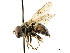  (Helophilus bottnicus - CCDB-33862-H09)  @11 [ ] CreativeCommons - Attribution (2019) CBG Photography Group Centre for Biodiversity Genomics