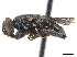  ( - CCDB-33863-A04)  @14 [ ] CreativeCommons - Attribution (2019) CBG Photography Group Centre for Biodiversity Genomics