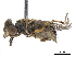  ( - CCDB-33863-A10)  @13 [ ] CreativeCommons - Attribution (2019) CBG Photography Group Centre for Biodiversity Genomics