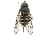 ( - CCDB-33863-B05)  @13 [ ] CreativeCommons - Attribution (2019) CBG Photography Group Centre for Biodiversity Genomics
