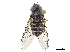  ( - CCDB-33863-B06)  @13 [ ] CreativeCommons - Attribution (2019) CBG Photography Group Centre for Biodiversity Genomics