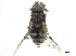  ( - CCDB-33863-B08)  @13 [ ] CreativeCommons - Attribution (2019) CBG Photography Group Centre for Biodiversity Genomics