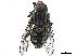  ( - CCDB-33863-B09)  @12 [ ] CreativeCommons - Attribution (2019) CBG Photography Group Centre for Biodiversity Genomics