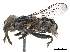  ( - CCDB-33863-B10)  @14 [ ] CreativeCommons - Attribution (2019) CBG Photography Group Centre for Biodiversity Genomics