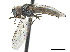  ( - CCDB-33863-C06)  @11 [ ] CreativeCommons - Attribution (2019) CBG Photography Group Centre for Biodiversity Genomics