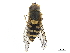  ( - CCDB-33863-E03)  @11 [ ] CreativeCommons - Attribution (2019) CBG Photography Group Centre for Biodiversity Genomics