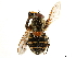  ( - CCDB-33863-E10)  @13 [ ] CreativeCommons - Attribution (2019) CBG Photography Group Centre for Biodiversity Genomics