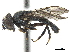  ( - CCDB-33863-F08)  @14 [ ] CreativeCommons - Attribution (2019) CBG Photography Group Centre for Biodiversity Genomics