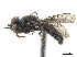  ( - CCDB-33863-F09)  @13 [ ] CreativeCommons - Attribution (2019) CBG Photography Group Centre for Biodiversity Genomics