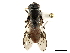  ( - CCDB-33863-G01)  @11 [ ] CreativeCommons - Attribution (2019) CBG Photography Group Centre for Biodiversity Genomics