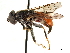  ( - CCDB-33863-G02)  @11 [ ] CreativeCommons - Attribution (2019) CBG Photography Group Centre for Biodiversity Genomics