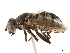  ( - CCDB-33863-G03)  @11 [ ] CreativeCommons - Attribution (2019) CBG Photography Group Centre for Biodiversity Genomics