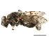  ( - CCDB-33863-G04)  @11 [ ] CreativeCommons - Attribution (2019) CBG Photography Group Centre for Biodiversity Genomics