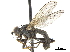 (Cordilura picticornis - CCDB-33863-H06)  @11 [ ] CreativeCommons - Attribution (2019) CBG Photography Group Centre for Biodiversity Genomics