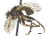  (Cordilura criddlei - CCDB-33863-H11)  @11 [ ] CreativeCommons - Attribution (2019) CBG Photography Group Centre for Biodiversity Genomics