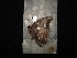  ( - MAL-02957)  @11 [ ] Unspecified (default): All Rights Reserved  Unspecified Unspecified