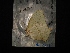  ( - MAL-04267)  @12 [ ] Unspecified (default): All Rights Reserved  Unspecified Unspecified