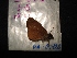  ( - MAL-04420)  @12 [ ] Unspecified (default): All Rights Reserved  Unspecified Unspecified