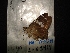  ( - MAL-04438)  @12 [ ] Unspecified (default): All Rights Reserved  Unspecified Unspecified