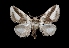  (Mesoscia pusilla - MAL-03365)  @14 [ ] Unspecified (default): All Rights Reserved  Unspecified Unspecified