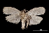  (Stenoma sp - MAL-03351)  @14 [ ] Unspecified (default): All Rights Reserved  Unspecified Unspecified