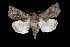  ( - MAL-03282)  @14 [ ] Unspecified (default): All Rights Reserved  Unspecified Unspecified